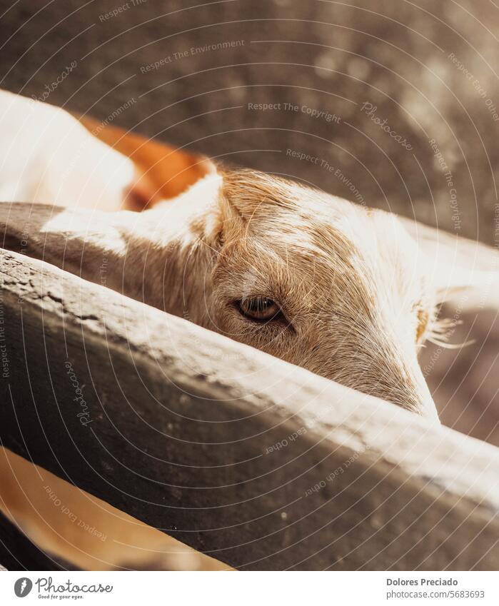 Typische südamerikanische Ziegen auf einem Bauernhof Agribusiness Ackerbau Tier Tierheim Herbst braun Rind Landschaft niedlich Molkerei heimisch Essen Nutztier