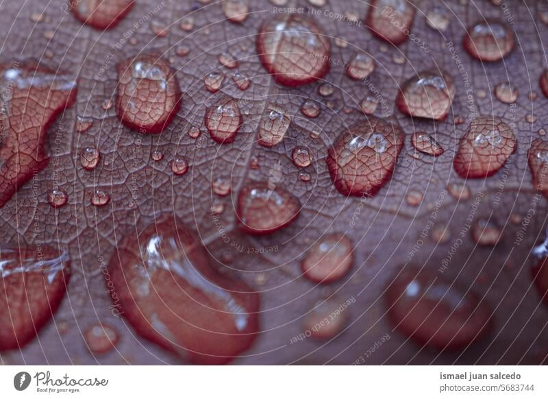 Regentropfen auf dem roten Blatt in regnerischen Tagen im Herbst Saison, roten Hintergrund rotes Blatt Linien Venen Blattrippen Natur natürlich Hintergründe