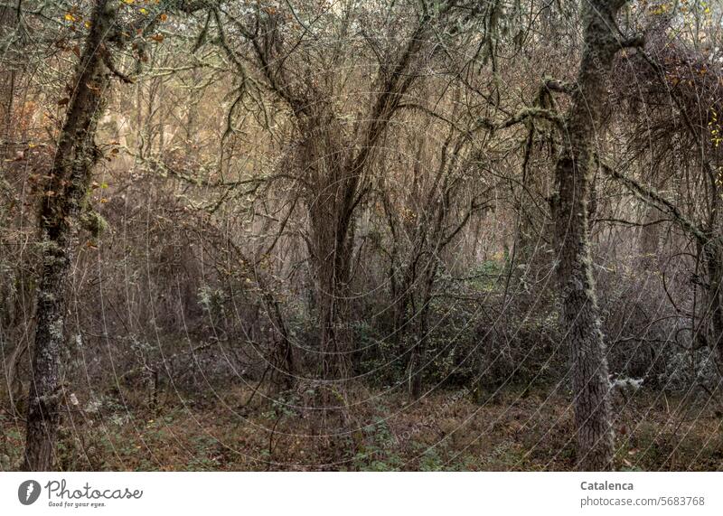 Im Gestrüpp Natur Flora Pflanzen Vegetation Bäume Sträucher Zweige Äste Umwelt Urwald Dschungel Blätter undurchdringlich Wald dicht Braun Grün Tag Tageslicht