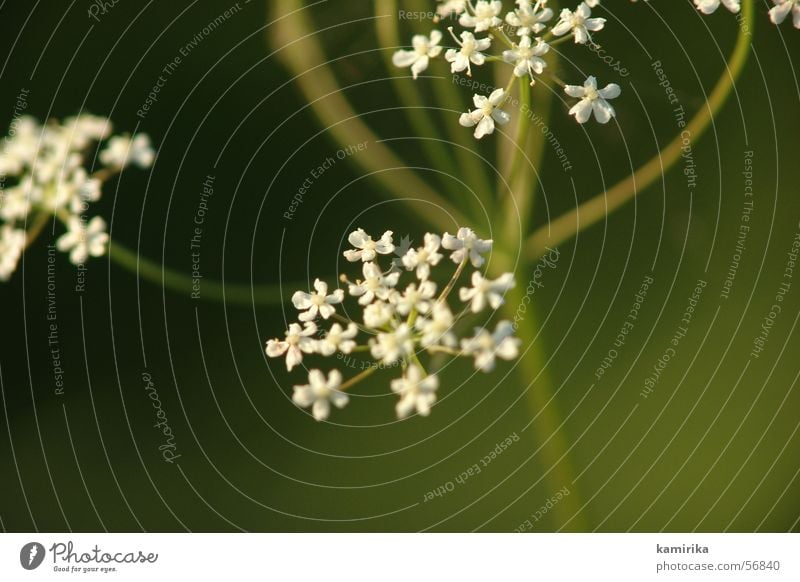 weissnich Blume Pflanze Frühling Sommer grün Schwung harmonisch Dynamik Freude Gesundheit