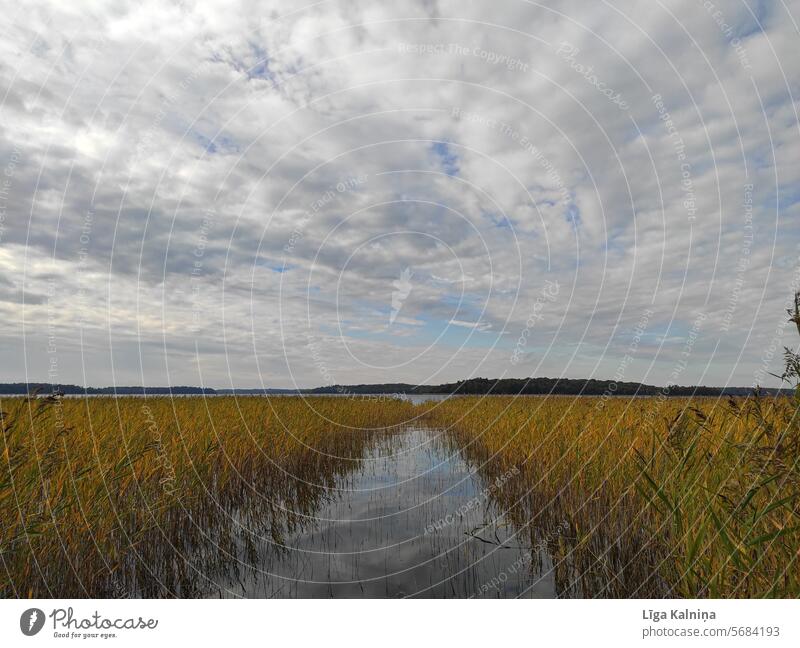 Wasserlandschaft mit Schilf Schilfrohr Himmel Natur Landschaft Menschenleer blau Schönes Wetter Außenaufnahme Pflanze Farbfoto Strand Tourismus reisen