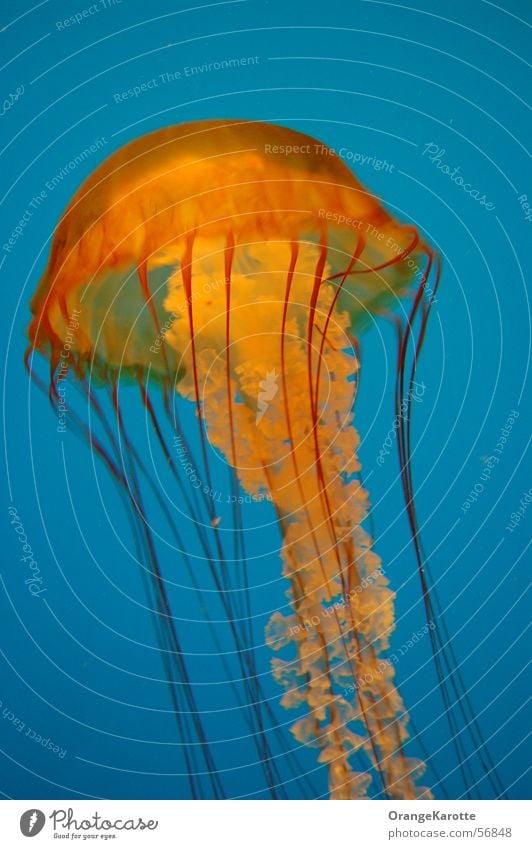 Australischer Jellyfish Qualle Meer Gift gefährlich Tier jellyfisch stinger blau bedrohlich Kontrast