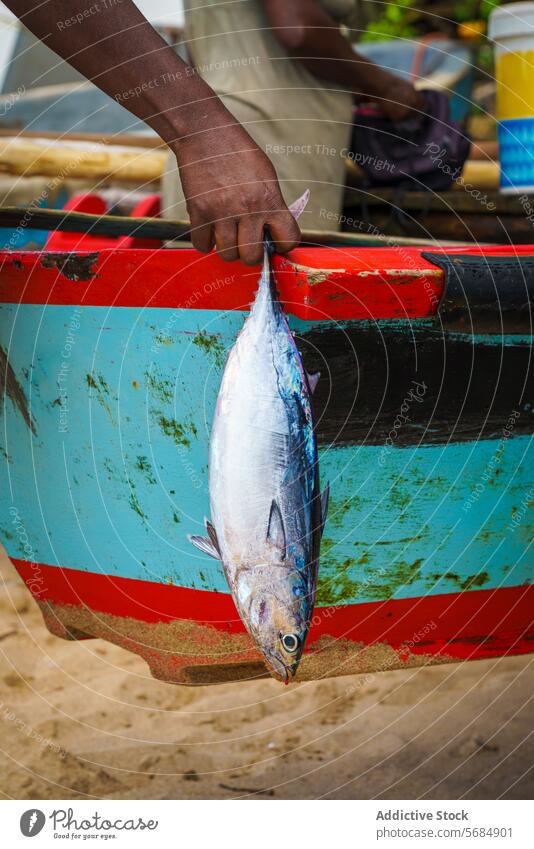 Fischer mit frischem Fang am Strand Praia Emilia praia emilia frischer Fisch buntes Boot Sandstrand Fischen fangen Hand Skala tropisch MEER Meer Ufer Küste