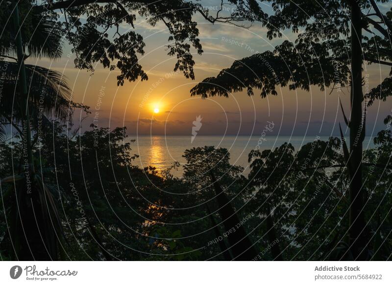 Dschungel-Sonnenuntergangssilhouetten an der Westküste in der Mucumbli Lodge Silhouette Mucumbli-Hütte Gelassenheit Laubwerk Bäume Windstille Wasser