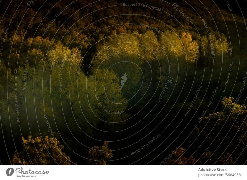 Goldene Stunde über der üppigen Waldlandschaft von La Mancha Landschaft Kastilien Spanien Sonnenlicht goldene Stunde Waldgebiet Natur malerisch pflanzlich Bäume