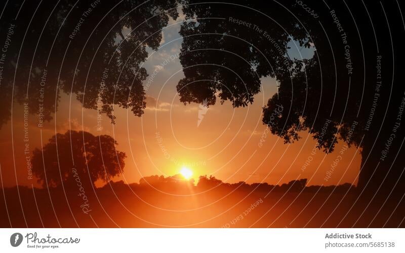 Sonnenuntergang leuchtet über Eichen in pastoraler Landschaft glühen Baum Silhouette Gelassenheit ruhig warm Feld Ackerbau kultiviert Wald friedlich Natur