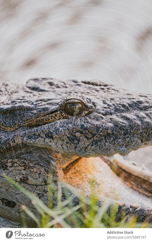 Nahaufnahme eines amerikanischen Alligators in Miami, Florida Auge Skala Reptil Tierwelt natürlicher Lebensraum USA Detailaufnahme Natur im Freien