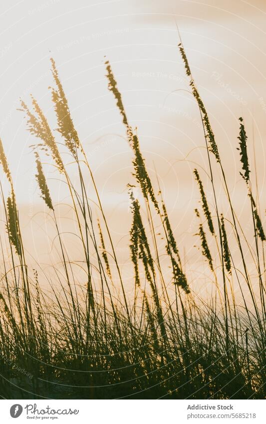 Gelassene Küstengräser bei Sonnenuntergang in Miami, Florida Seehafer USA ruhig Küstenstreifen Landschaft sanft schwenken hohes Gras Schönheit Gelassenheit