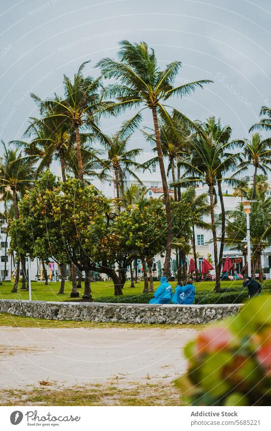 Tropische Parklandschaft in Miami, Florida USA Handfläche Baum tropisch Landschaft ruhig friedlich Tag Stadtbild Natur Grün im Freien Freizeit Ausflugsziel