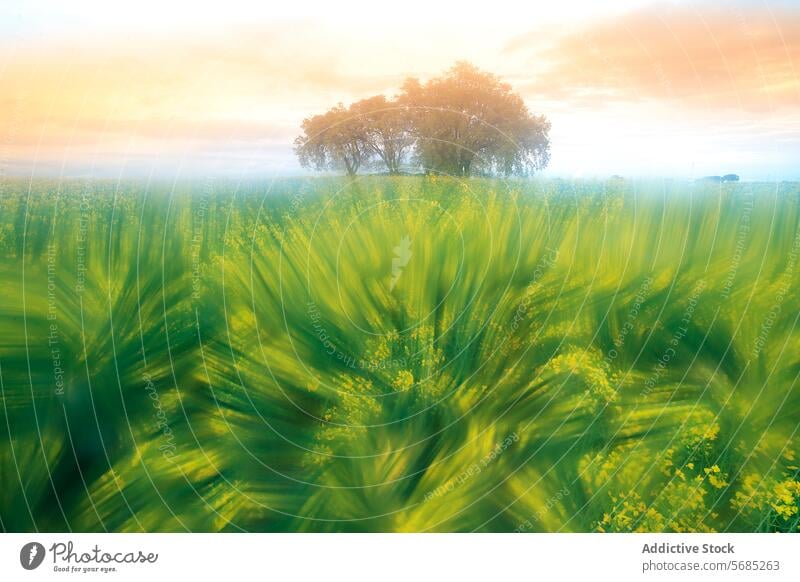 Eine traumhafte Szene eines windgepeitschten Feldes mit leuchtend gelben Blumen in Bewegung, eingerahmt von einem ruhigen Hain und einem nebligen Morgenhimmel