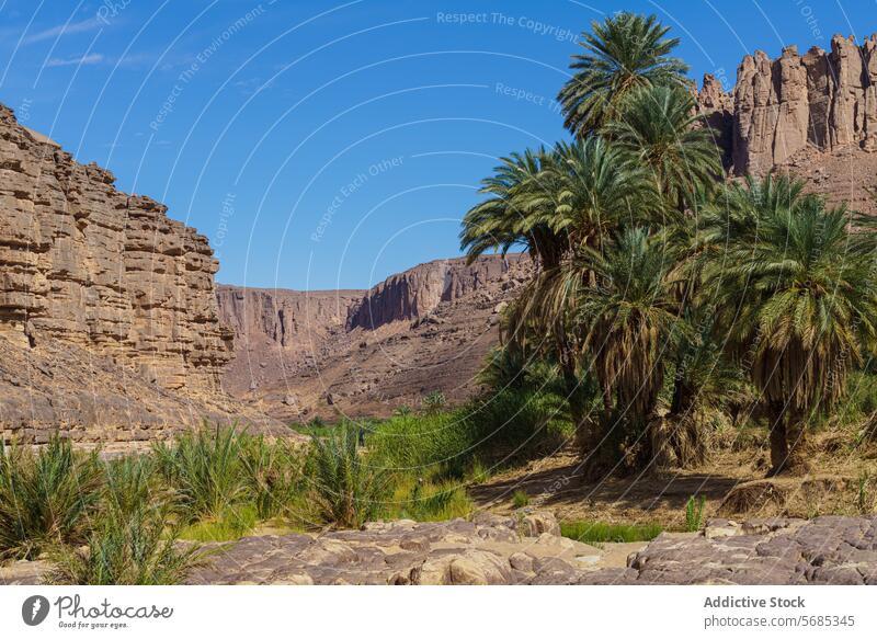 Oase in Guelta Iherir inmitten von Wüstenklippen wüst Klippen Blauer Himmel felsig Landschaft Natur Vegetation üppig (Wuchs) Wasser reisen Erkundung Afrika