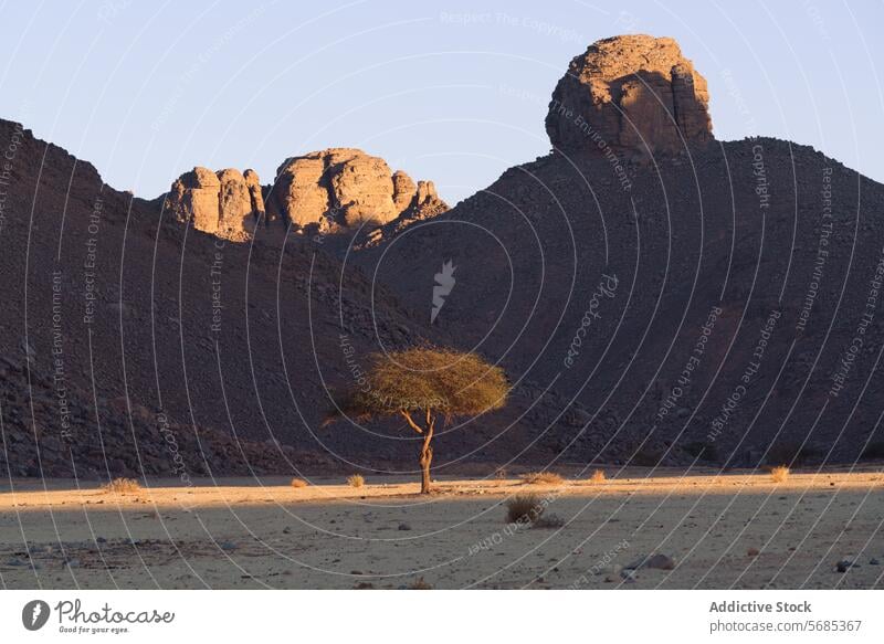 Einsamer Baum in der Wüstenlandschaft von Guelta Essendilene wüst Landschaft Einsamkeit robust guelta essendilene Gelände Sonnenuntergang Licht Natur malerisch