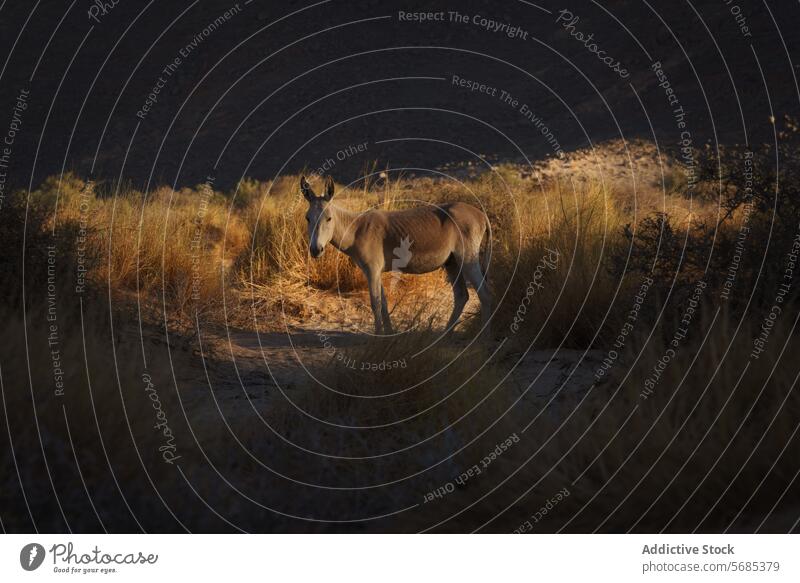 Gelassener Esel im Gebüsch zur goldenen Stunde wüst Sonnenuntergang Gesteinsformationen Landschaft Natur wild guelta essendilene majestätisch Ruhe reisen