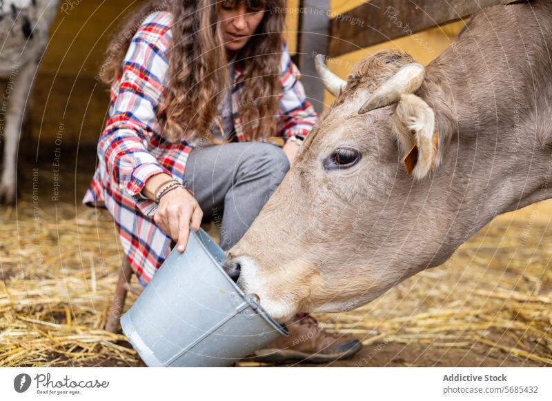 Glückliche Bäuerin mit einer Milchkuh auf einem ländlichen Bauernhof Erwachsener Ackerbau Tier Scheune Brünette der Pyrenäen Business Wade Pflege Streicheln