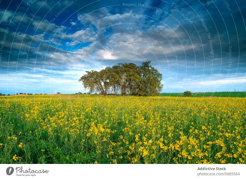 Leuchtend gelbes Blumenfeld und dramatischer Himmel Landschaft Feld blau Wolken pulsierend Natur im Freien ländlich malerisch Schönheit üppig (Wuchs) grün Baum