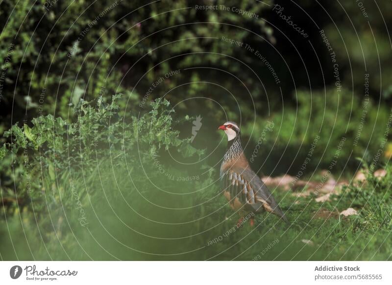 Rothuhn inmitten von grünem Laub stehend Vogel Tierwelt Natur Laubwerk Lebensraum weiche Beleuchtung im Freien natürliche Umgebung Fauna Boden Blätter Tarnung