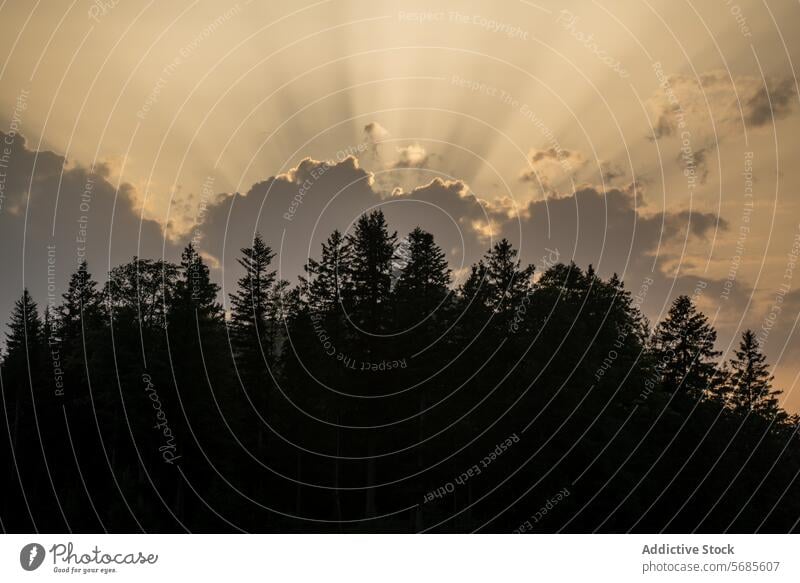 Sonnenstrahlen dringen durch Wolken über Waldsilhouette Cloud Silhouette Abenddämmerung Himmel majestätisch strömen dicht auffallend Sonnenuntergang Natur