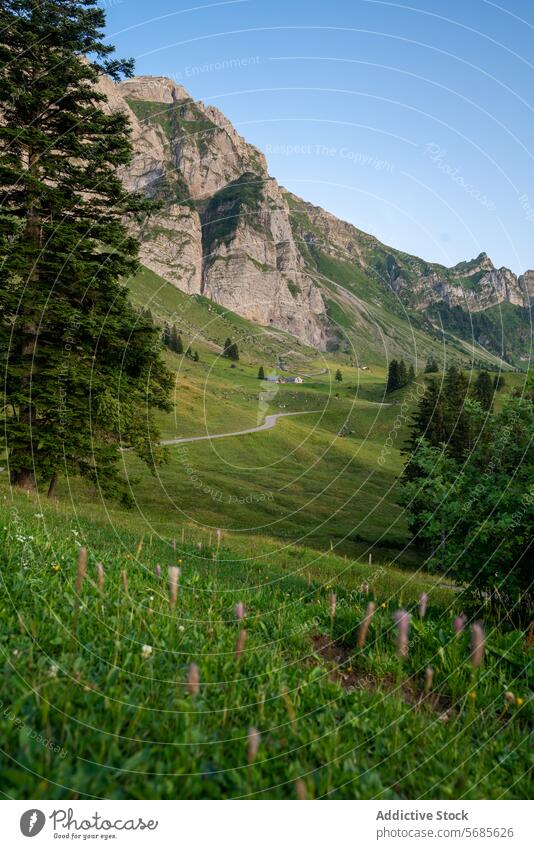 Sommerliche Aussicht auf die Appenzeller Berge malerisch Ansicht Grün Hügellandschaft Berge u. Gebirge Hintergrund Klarer Himmel Natur Landschaft Schweiz