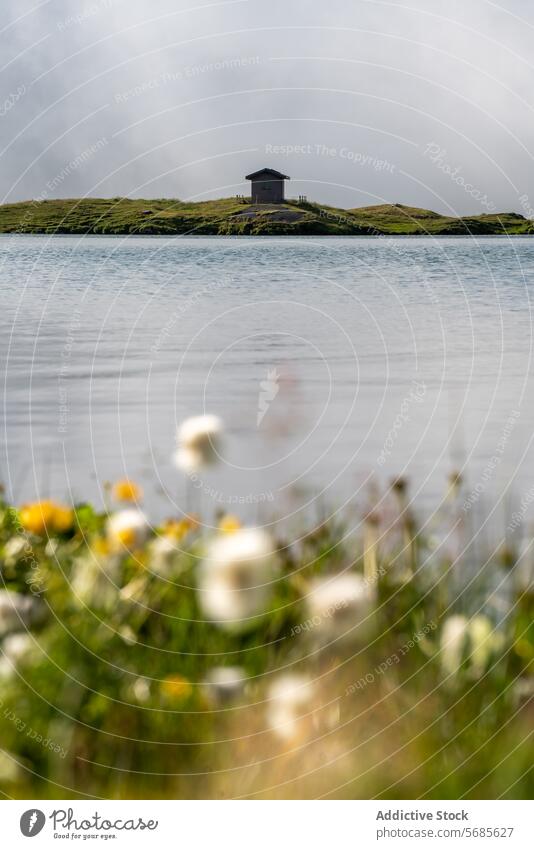 Beschaulicher Alpensee mit Hütte im Appenzellerland Gras Grasnarbe Wildblumen ruhig hölzern einsiedlerisch Wasser Flora Vordergrund idyllisch Szene Natur