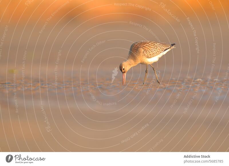 Pfuhlschnepfe bei der Nahrungssuche zur goldenen Stunde Kolipinta-Nadel Vogel Tierwelt Natur Küste Sonnenuntergang goldene Stunde beleuchtet Federn Schnabel