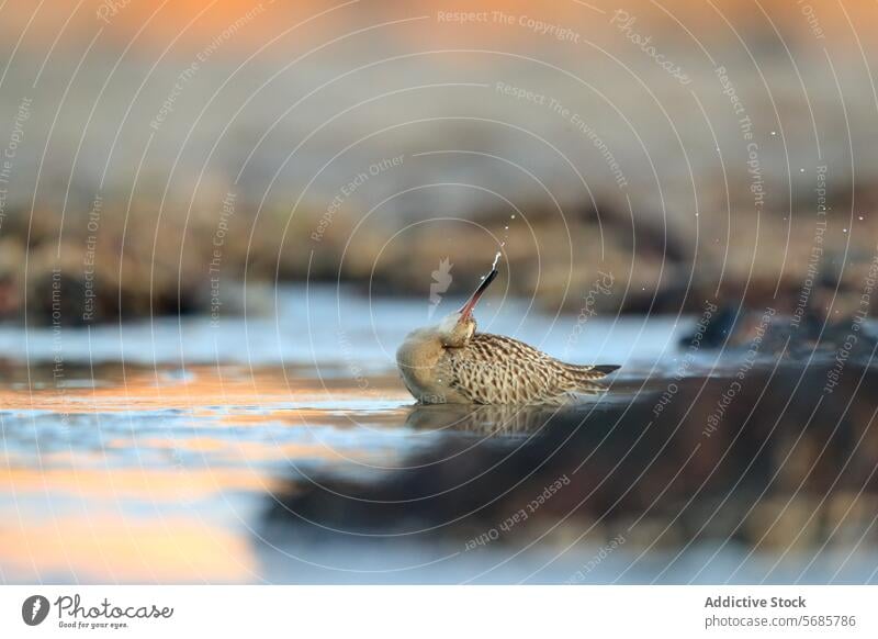 Pfuhlschnepfe bei der Nahrungssuche an der asturischen Küste asturische küste Vogel Tierwelt Natur Migrationspassage füttern Küstenvogel Wasser Sand Schnabel