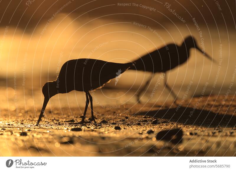 Pfuhlschnepfe bei Sonnenuntergang in der Silhouette tridactid Kolipinta-Nadel Nahrungssuche Vogel Tierwelt Natur migratorisch Durchgang Küste Asturien