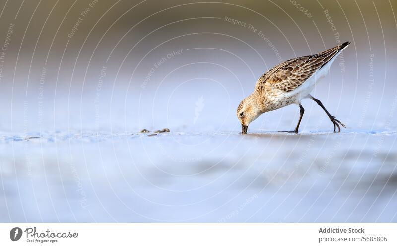 Flussuferläufer bei der Fütterung auf der Zugroute Dreizehenstrandläufer füttern Nahrungssuche migratorisch Durchgang Küste Asturien Tierwelt Natur Vogel