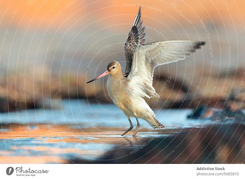 Pfuhlschnepfe in küstennahen Lebensräumen während des Zuges Vogel Tierwelt Natur Küste Asturien migratorisch Durchgang Abflug Aktion Lebensraum felsig Uferlinie