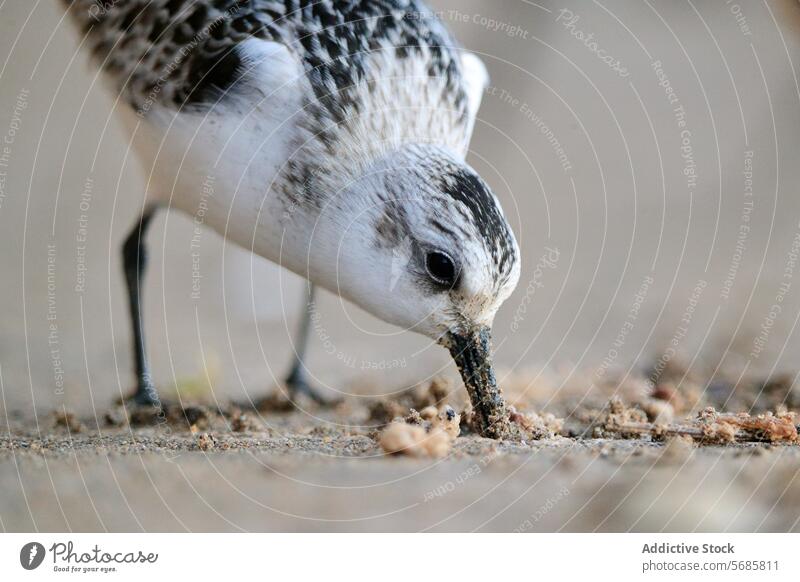 Bruchwasserläufer Futtersuche am Ufer Dreizehenstrandläufer Strandläufer Vogel Tierwelt Natur Nahrungssuche Küste füttern Verhalten hautnah Asturien