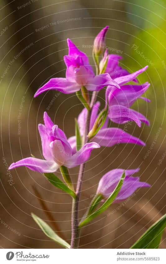 Lebendige Orchis Langei Blumen in natürlichem Lebensraum Orchis langei Blütezeit purpur Blütenblätter pulsierend wild Flora Natur Pflanze botanisch Frühling