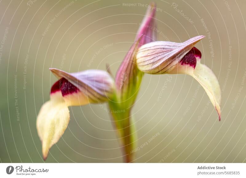 Elegante Serapias Lingua Orchidee in natürlichem Habitat Serapias lingua Nahaufnahme filigran natürlicher Lebensraum verschwommener Hintergrund Blume botanisch