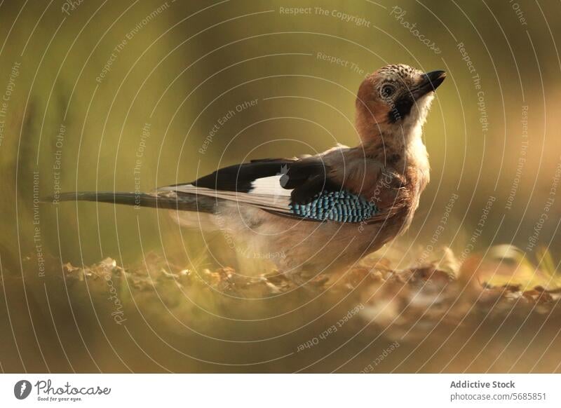 Eichelhäher in natürlicher Waldumgebung sitzend Vogel Waldgebiet Sonnenlicht Barsch Fauna Tierwelt Natur Gelassenheit getupft Flügel Feder Schnabel Baum Ast