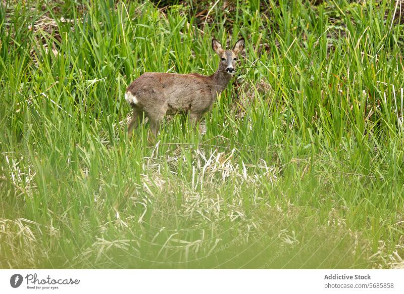 Weibliche Rehe im üppigen Grün stehend Frau Säugetier Tierwelt Natur grün Gras Lebensraum Gelassenheit Stehen Blick üppig (Wuchs) natürliche Umgebung Feld