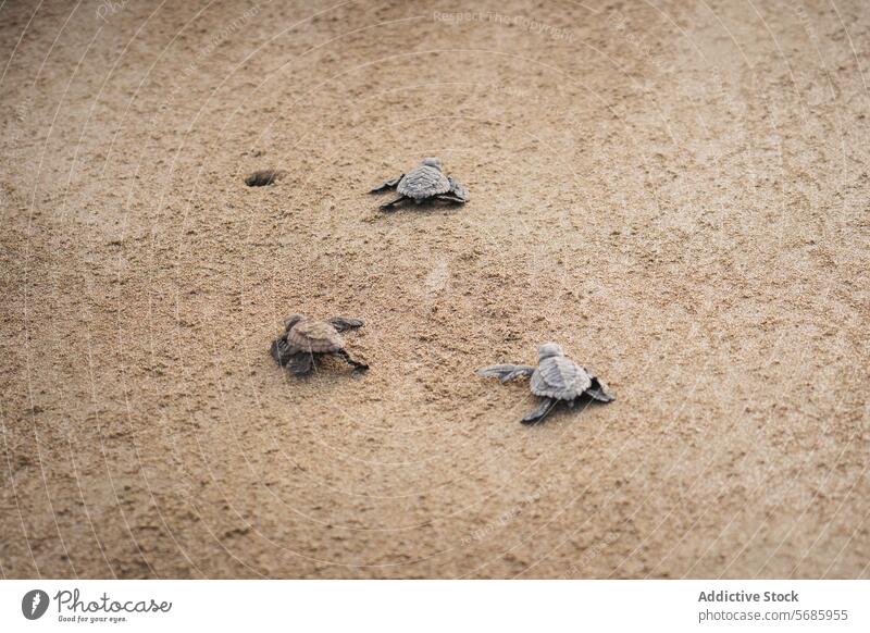 Baby-Meeresschildkröten auf dem Weg ins Meer grüne Meeresschildkröte chelonia mydas Strand Sand Reise Küken Natur Tierwelt Wanderung krabbeln Erhaltung Reptil