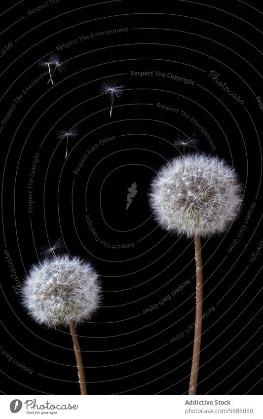 Zwei Pusteblumen mit Samen, die sich vor einem dunklen Hintergrund ausbreiten Löwenzahn Flug Verbreitung schwarzer Hintergrund Natur Makro Nahaufnahme Pflanze