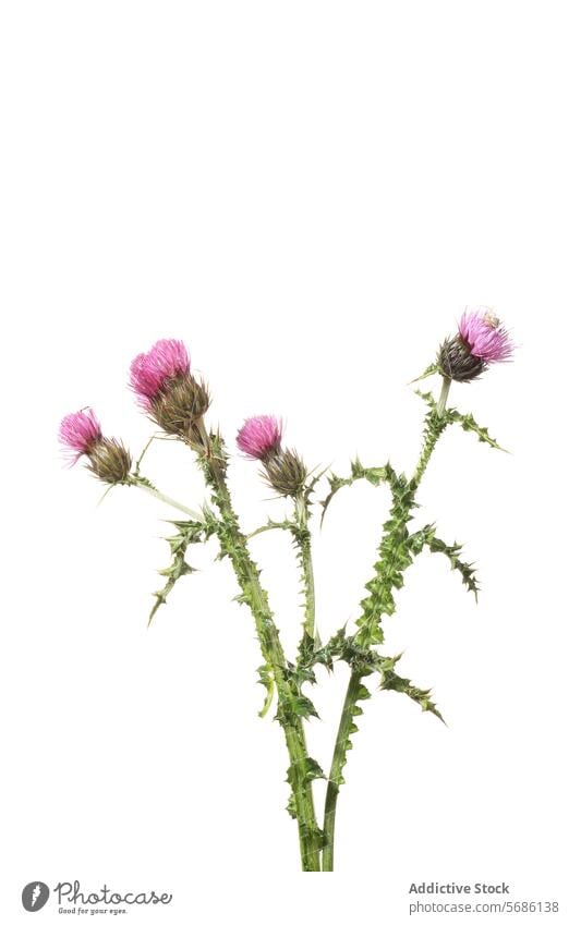 Bergtausendgüldenkraut auf weißem Hintergrund Blume Blüte rosa weißer Hintergrund vereinzelt Pflanze Blütezeit geblümt Natur pulsierend Frühling Sommer Botanik