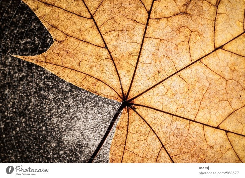 Lebensadern Natur Pflanze Herbst Blatt alt außergewöhnlich dunkel eckig natürlich gelb gold Senior Blattadern Lebenslinie Straßenkreuzung verzweigt Farbfoto