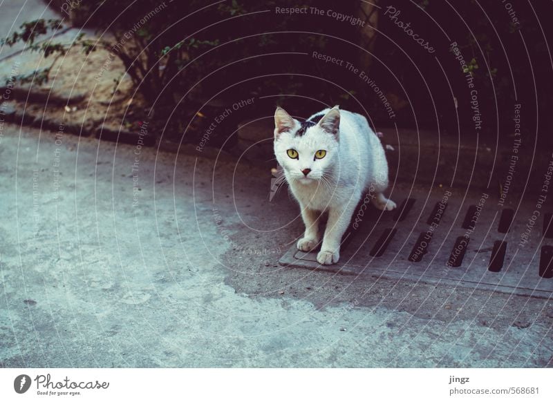 Lonesome cat Haustier Katze 1 Tier Blick stehen warten Freundlichkeit Neugier niedlich gelb grau weiß Wachsamkeit Einsamkeit Konzentration friedlich anschauend