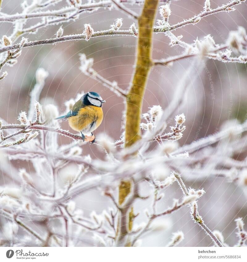 federball Magnolie Äste und Zweige winterlich Umwelt Blaumeise Wintertag Winterzeit Winterstille klein Singvögel Winterstimmung Meisen Tierporträt hübsch