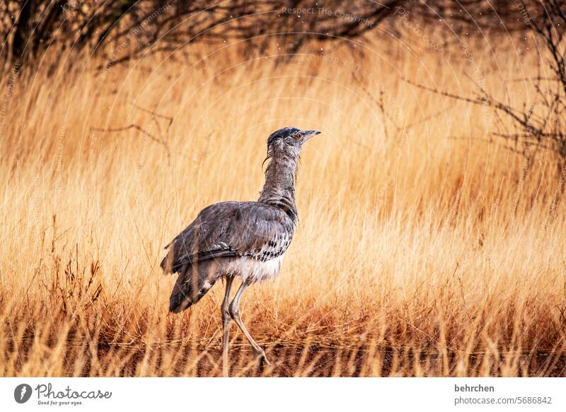 r wie … | riesentrappe Flügel Federn Vogel wild Afrika Namibia Ferne Fernweh Freiheit Natur Abenteuer Landschaft besonders Ferien & Urlaub & Reisen