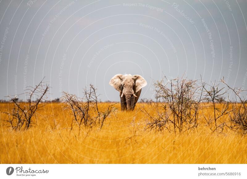 das wichtigste Tierliebe Tierschutz Trockenheit beeindruckend Gras Savanne besonders Ferien & Urlaub & Reisen Himmel Landschaft Natur Freiheit Abenteuer