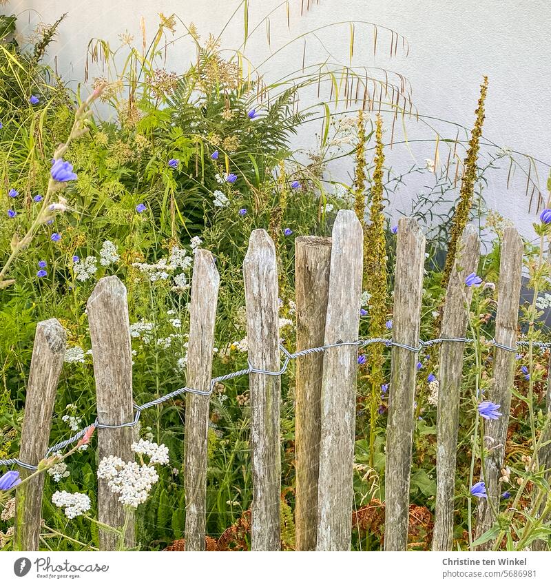 Blick über den Gartenzaun Naturgarten naturnah Insektenparadies naturnaher Garten Zaun Holzzaun Grenze Wegwarte staketenzaun Gräser Schafgarbe Stauden Sommer