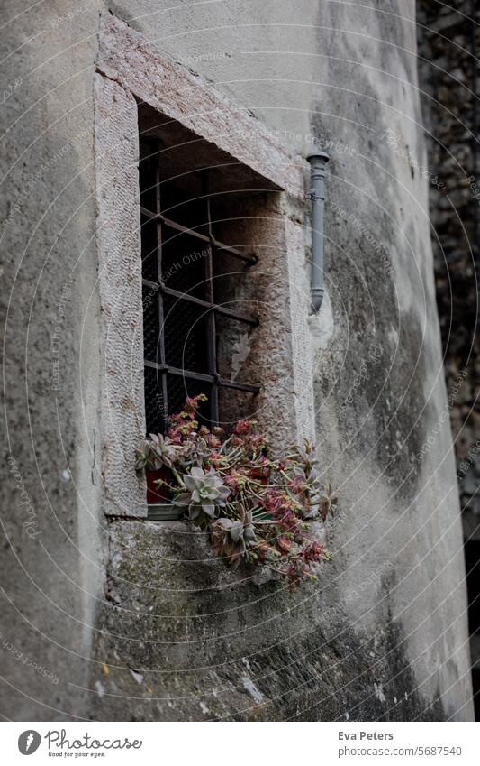 Sukkulente in einem Fenster in Canale di Tenno, mittelalterliches Dorf in Italien Blick Berge Trentino Tourismus Urlaub Häuser Dunst Trento Berge u. Gebirge