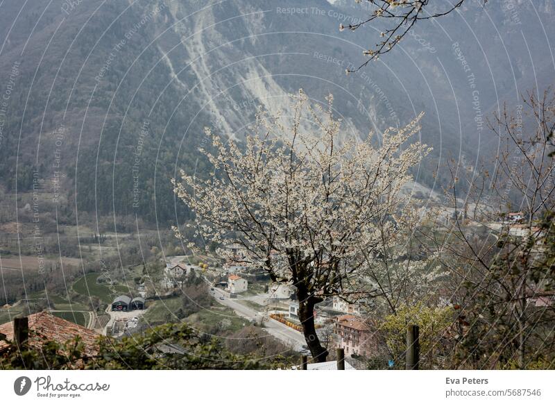 Blühender Kirschbaum an einem Berghang mit Häusern im Hintergrund Blick Tenno Berge Trentino Tourismus Urlaub Trento Berge u. Gebirge Italien Sommer Landschaft