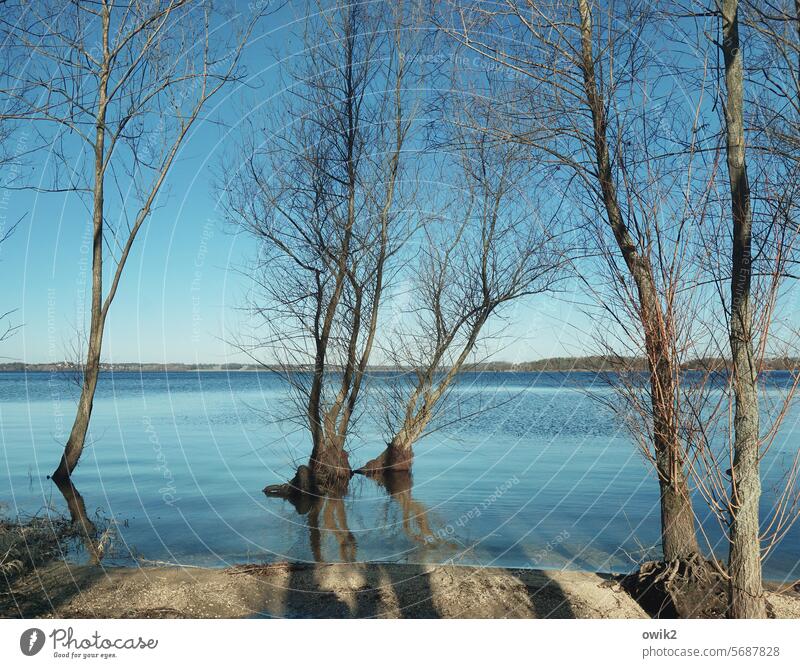 Wasserpflanzen Überschwemmung überflutet Wasseroberfläche Flut Zweige Land unter nasse Füße Äste Frühling Horizont Himmel Reflexion & Spiegelung Außenaufnahme