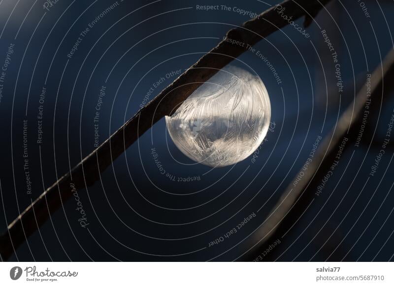 Gefrorene Seifenblase klebt an einem Zweig Eiskugel Ast Kälte Frost Natur Eiskristall gefroren Kristallstrukturen Nahaufnahme frieren Winter kalt filigran