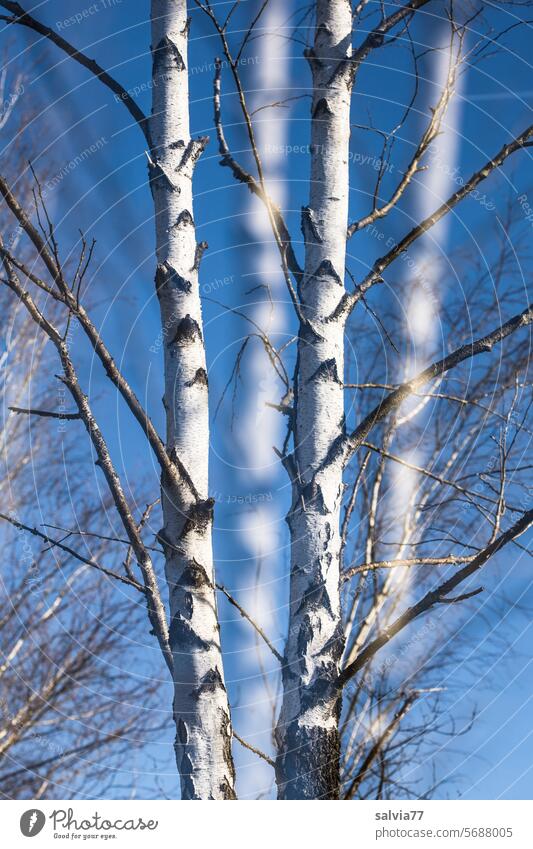 im Birkenwald Bäume Blauer Himmel Baum Natur Wald Landschaft Farbfoto weiß Umwelt Baumstamm Wachstum Birkenrinde verzweigt Doppelbelichtung Baumrinde