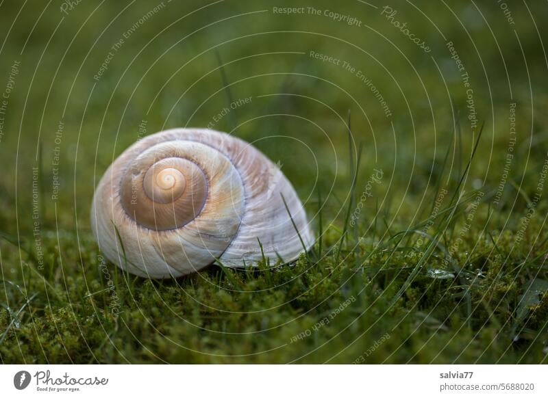 Haus im Grünen Spirale Kontrast grün Moos Schnecke Schneckenhaus Makroaufnahme Strukturen & Formen Schwache Tiefenschärfe rund Muster Schutz Symmetrie