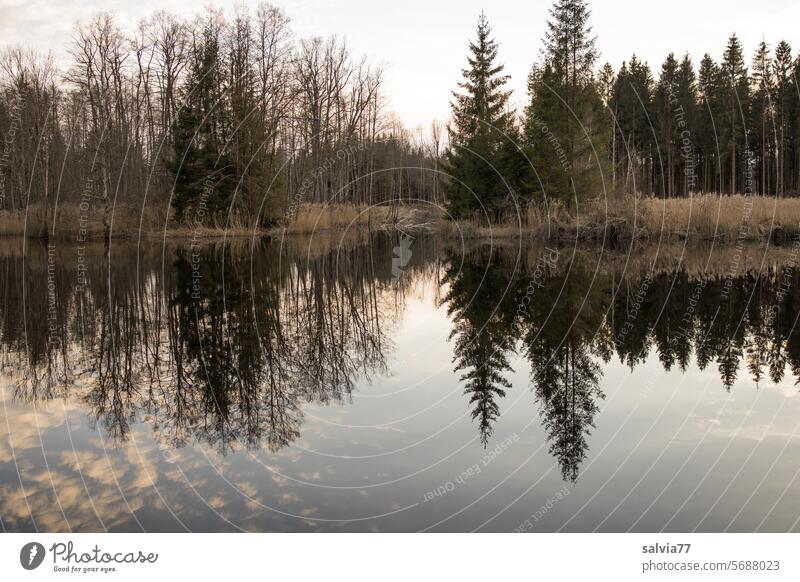 Wie oben, so unten See Weiher Wasser Spiegelung Reflexion & Spiegelung Wasseroberfläche Idylle ruhig Wasserspiegelung Ruhe friedlich Natur Landschaft