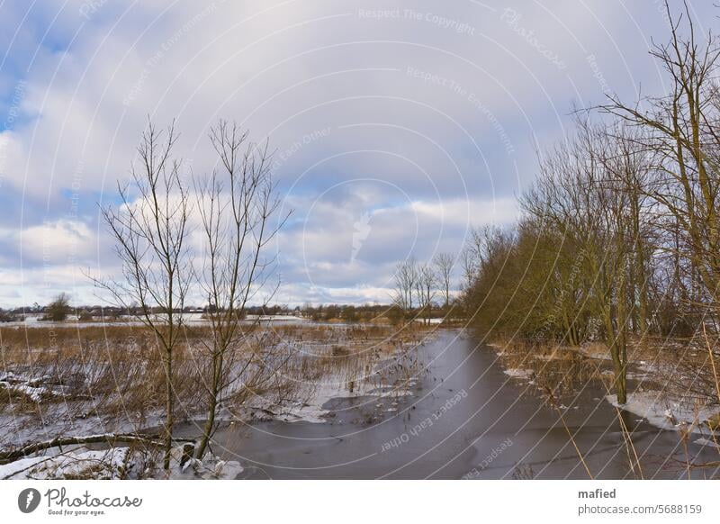 Eis auf überschwemmter und Wiese an der Schlei Überschwemmung Frost gefroren kalt Schilf Bäume Winter Natur Menschenleer blau grau gelb Außenaufnahme Landschaft